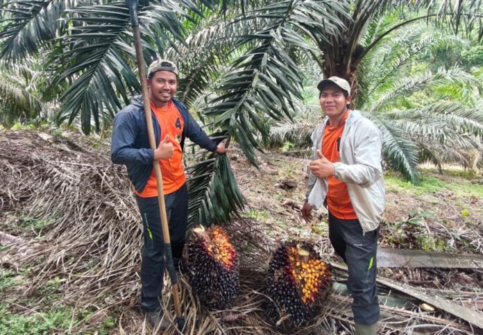 Dari Ruang Akademik ke Lapangan, Ilham Priduan Zulfira Dorong Perubahan Lewat Kepemimpinan dan Konsultasi Perkebunan sawit Ilham Priduan